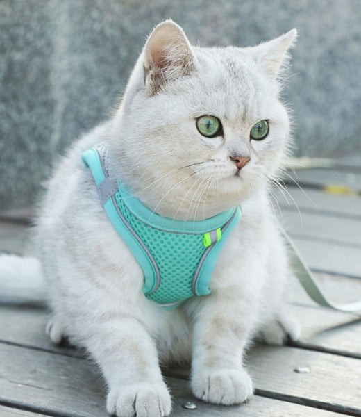 Cat Leash Set Escape Proof Harness Breathable Walking Leash