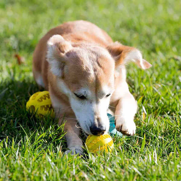 Rubber Dog Chew Toy Tooth Cleaning Extra-tough Ball